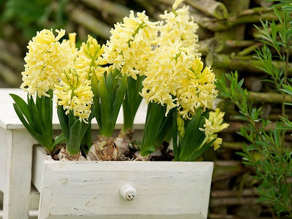 Hyacinth City of Haarlem, Hyacinth 'City of Haarlem', Dutch Hyacinth, Hyacinthus Orientalis, Common Hyacinth, Spring Bulbs, Spring Flowers, yellow hyacinth, yellow flower