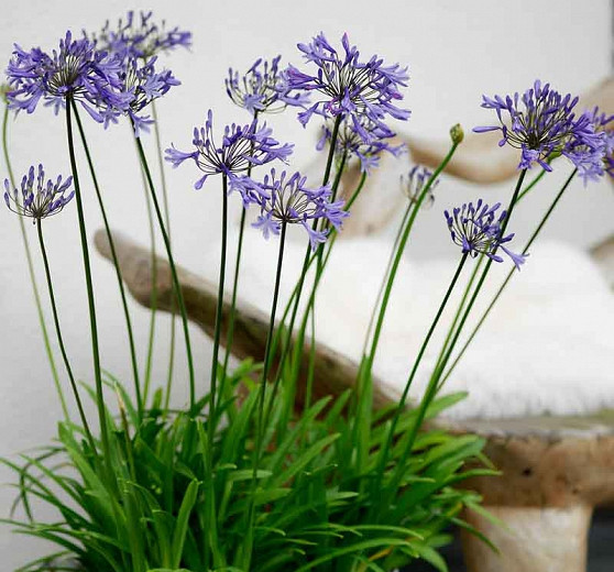 Agapanthus 'Donau', Lily of the Nile 'Donau', African Lily 'Donau', Blue flower, purple flower, Blue Agapanthus