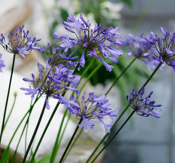 Agapanthus 'Donau', Lily of the Nile 'Donau', African Lily 'Donau', Blue flower, purple flower, Blue Agapanthus