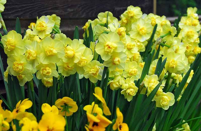 Narcissus Yellow Cheerfulness Double Daffodil