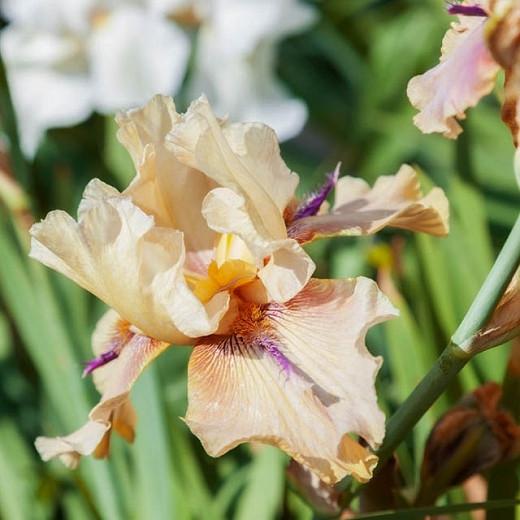 Iris 'Thornbird', Tall Bearded Iris 'Thornbird', Iris Germanica 'Thornbird', Late Midseason Irises, Bicolor irises, Award Irises, brown Irises, Beige Irises