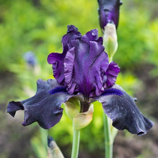 Iris 'Hello Darkness', Tall Bearded Iris 'Hello Darkness', Iris Germanica 'Hello Darkness', Early Mid Season Irises, Dark irises, Award Irises, Purple Irises