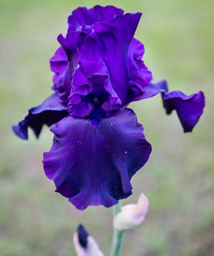 Iris 'Titan's Glory', Tall Bearded Iris Titan's Glory', Iris Germanica Titan's Glory, Dark irises, Award Irises, Purple Irises