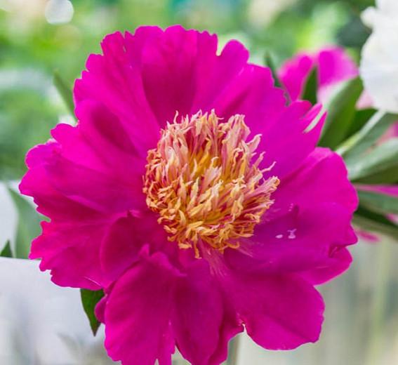 Paeonia Lactiflora 'Comanche', Peony 'Comanche', 'Comanche' Peony, Chinese Peony 'Comanche' , Common Garden Peony 'Comanche', Pink Peonies, Pink Flowers, Fragrant Peonies