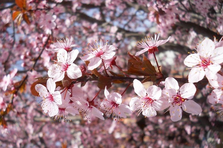 Prunus cerasifera 'Nigra',Black Cherry Plum, Prunus 'Blaze', Prunus 'Pissardii Nigra', Flowering Tree, Pink flowers, pink prunus