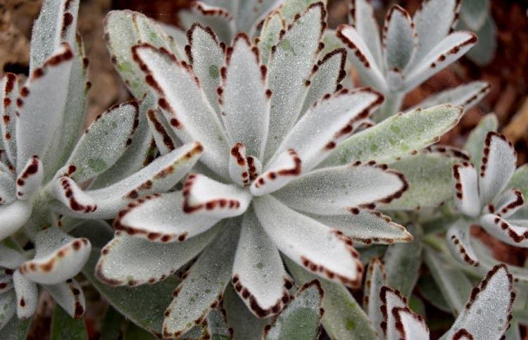 Kalanchoe tomentosa, Panda Plant, Pussy Ears, Chocolate Soldier, succulent plant, Drought tolerant plant