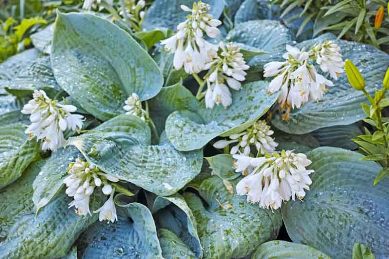 Hosta 'Blue Ange',  Plantain Lily 'Blue Angel', 'Blue Angel' Hosta, sieboldiana Hosta, Blue Hostas, Shade perennials, Plants for shade