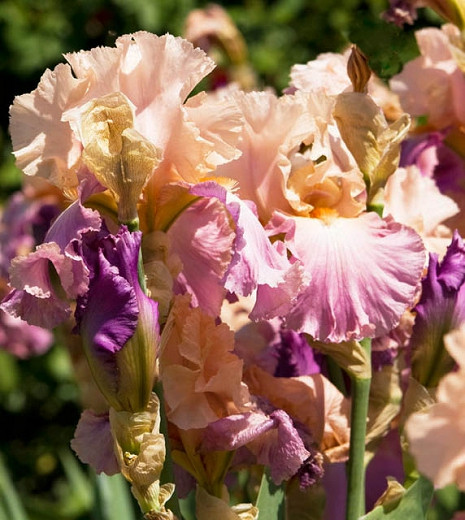 God achtergrond magnetron Iris 'Sweet Musette' (Bearded Iris)