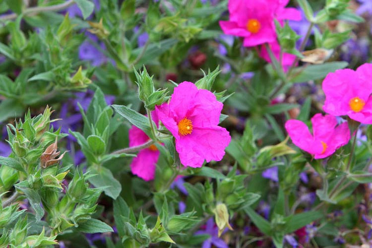 Cistus × Pulverulentus 'Sunset', Rock Rose 'Sunset', Cistus 'Sunset', Cistus crispus 'Sunset', Magenta Rock Rose, Mediterranean plants, Mediterranean shrubs, Pink flowers, Purple Flowers