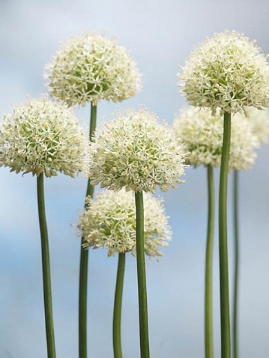Allium 'Mont Blanc', White Allium , Ornamental Onion 'Mont Blanc', Spring Bulbs, Spring Flowers, Late Spring Bloom, Early Summer Bloom