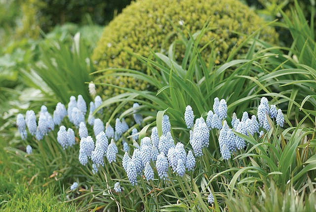 Muscari Valerie Finnis, Grape hyacinth Valerie Finnis, Muscari Armeniacum, Spring Bulbs, Spring Flowers, Blue spring bulbs, Blue flowers