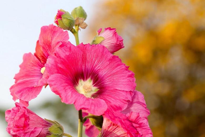 Alcea rosea 'Radiant Rose',Hollyhock 'Radiant Rose', Tall Perennial, Red flowers, Red Alcea, Red Hollylock, Pink flowers, Pink Alcea, Pink Hollylock