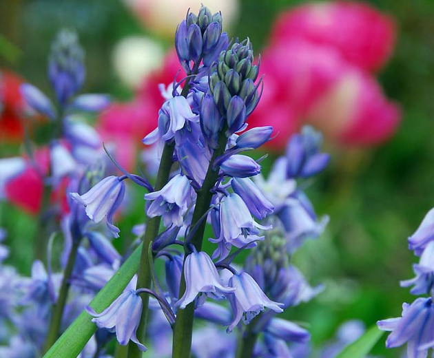 Hyacinthoides hispanica 'Excelsior' (Spanish Bluebells)