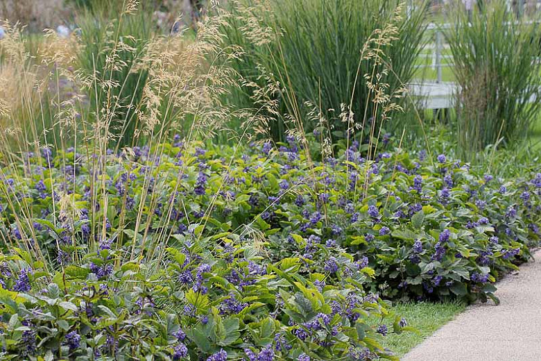 New Love Clematis Shrub