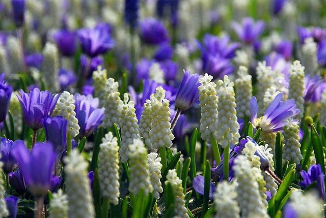 Muscari Botryoides Album, Pearls of Spain, White Grape Hyacinth, Spring Bulbs, Spring Flowers, white flower, Grape Hyacinth