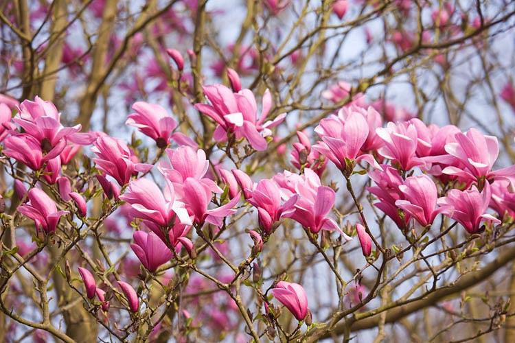 Magnolia 'Galaxy', Galaxy Magnolia, Pink magnolia, Winter flowers, Spring flowers, Pink flowers, fragrant trees, fragrant flowers
