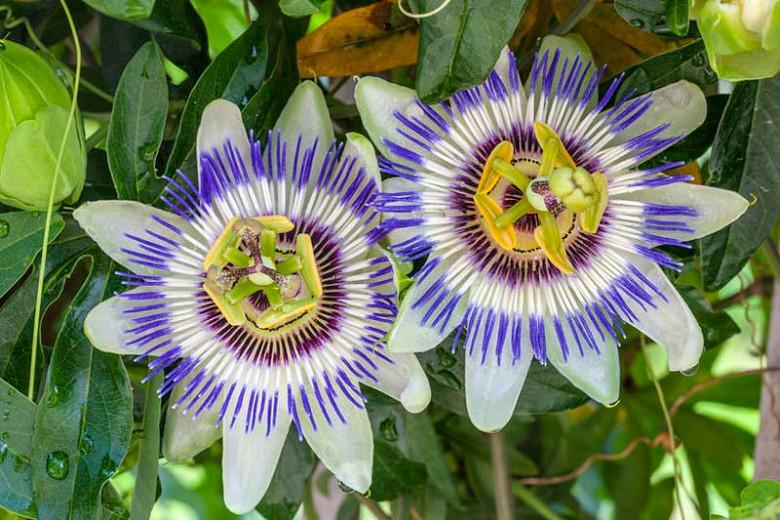 Passiflora Caerulea, Blue Passion Flower, Blue Crown, Common Passion Flower, Flower of Five Wounds, Southern Beauty, Wild Apricot, Blue Vines, Mediterranean Vines, Blue Flowers