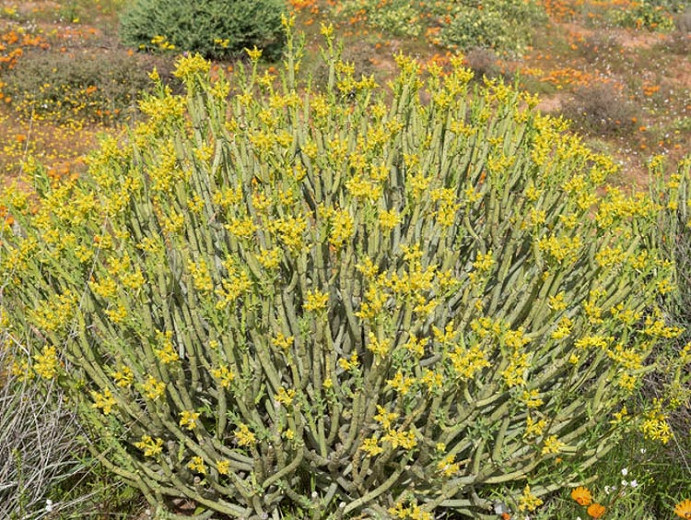 Euphorbia mauritanica, Pencil Milkbush, Jackal's Food, Melkbos, Yellow Milk Bush, succulent, drought tolerant plant, yellow flowers