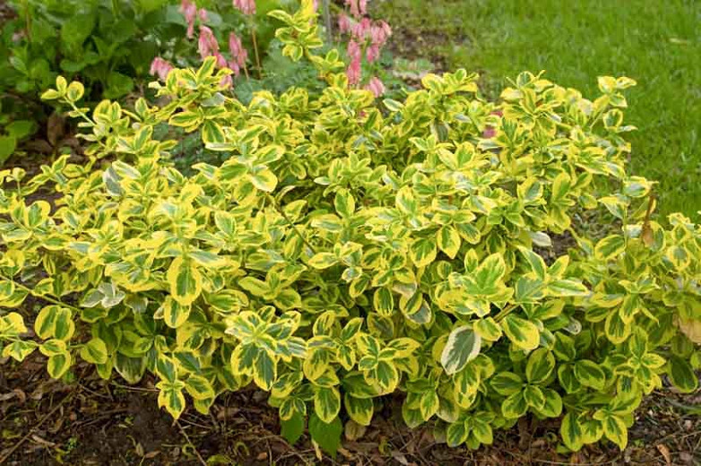 Image of Golden euonymus as a groundcover