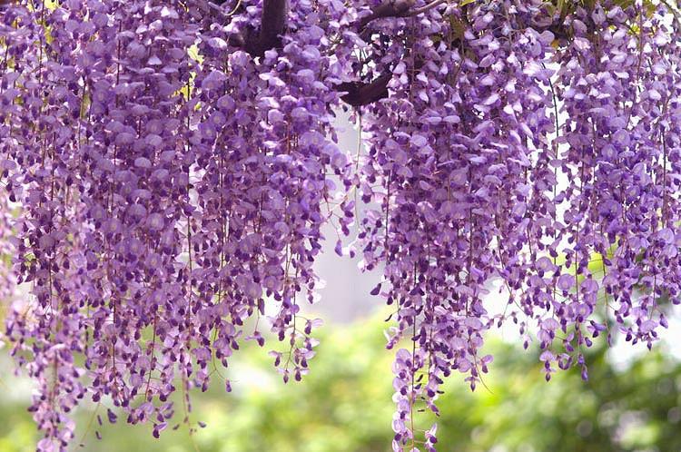 Wisteria Floribunda 'Royal Purple',Japanese Wisteria 'Royal Purple',Japanese Wisteria,Fragrant Vine, Purple Flowers, Lavender Flowers