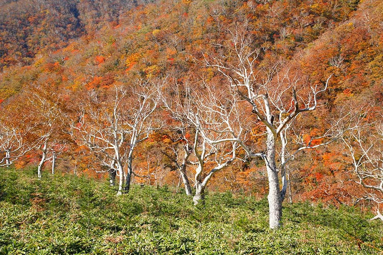 Betula ermanii, Erman's Birch, Gold Birch, Russian Rock Birch, Tree with fall color, Fall color, Attractive bark Tree, white Birch,