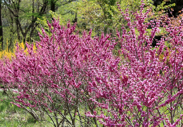 Cercis chinensis 'Avondale', Chinese Redbud 'Avondale',Shrub, Small Tree, Pink Flowers, ornamental tree, dark leaves
