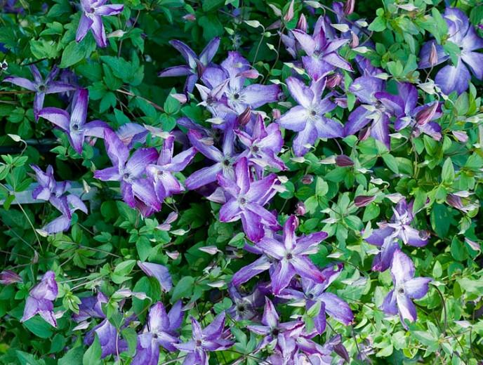 Clematis Venosa Violacea Viticella Group - Clematis Viticella Ground Cover Clematis Venosa Violacea Viticella Group - Clematis Viticella Ground Cover