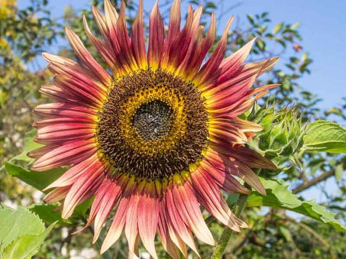 Helianthus annuus Gypsy Charmer, Common Sunflower Gypsy Charmer, Comb Flower Gypsy Charmer, Golden Flower of Peru Gypsy Charmer, Red Flowers, Red Perennials, Red Sunflowers