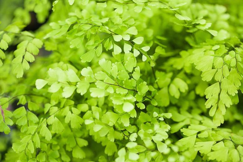 Adiantum Raddianum Delta Maidenhair