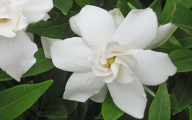 Trade Gallon 2.5 Qt - Frost Proof Gardenia Evergreen Shrub With White Fragrant Blooms 