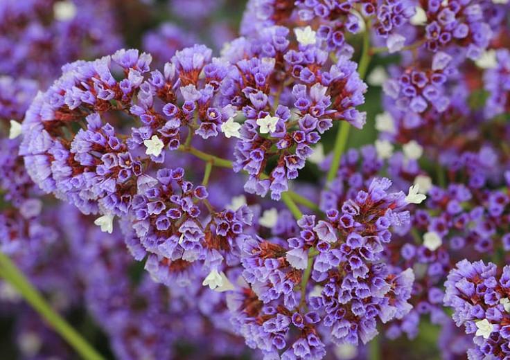 Limonium Perezii Sea Lavender