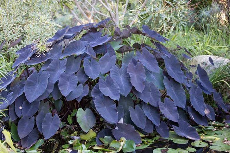 Colocasia black magic