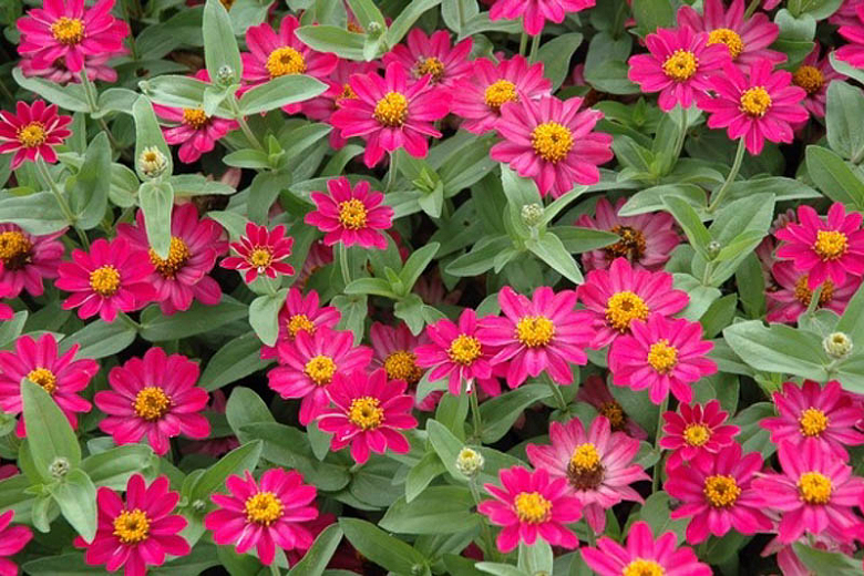 Zinnia 'Profusion' Series