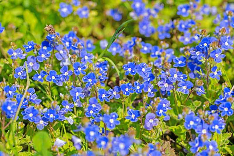 Veronica Umbrosa Georgia Blue Sdwell, Ground Cover Plant With Blue Flower Spikes