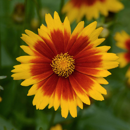 Coreopsis UPTICK™ Gold and Bronze,  Tickseed UPTICK™ Gold and Bronze, Coreopsis 'Baluptgonz', UPTICK™ Series, Drought tolerant plants, bicolor coreopsis