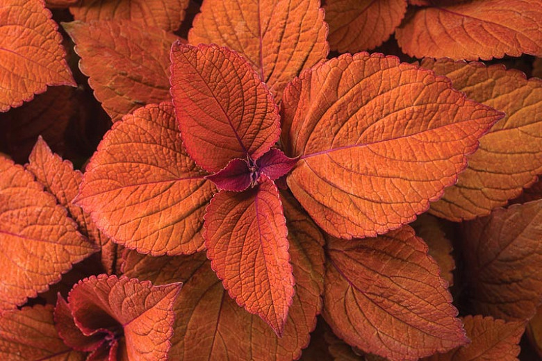 Heliotropium arborescens,Heliotrope, evergreen perennial, Blue flowers, Fragrant perennial, Fragrant Annual