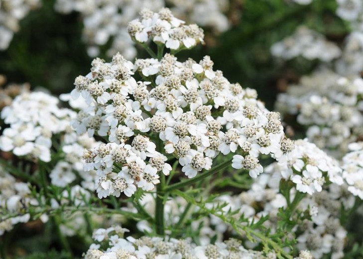 Image of White yarrow long blooming white perennial