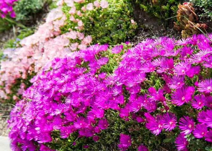 Delosperma Cooperi Ice Plant