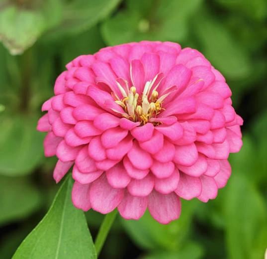 Zinnia Benary S Giant Bright Pink