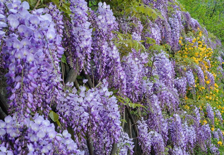 Wisteria Sinensis Prolific,Chinese Wisteria Prolific,Fragrant Vine, Fragrant Shrub, Purple Flowers, Lavender Flowers