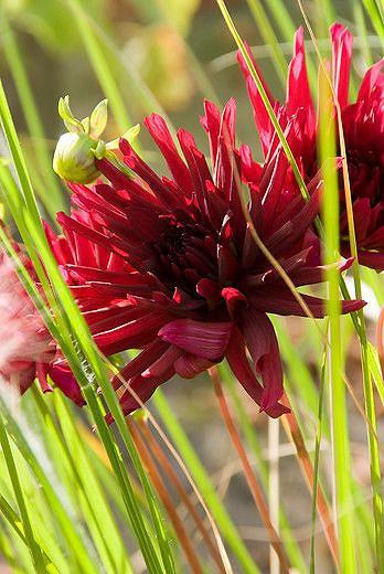 Dahlia Nuit D Ete Dahlia Nuit D Ete