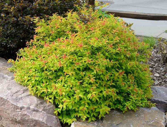 Image of Spiraea japonica Goldflame shrub in spring