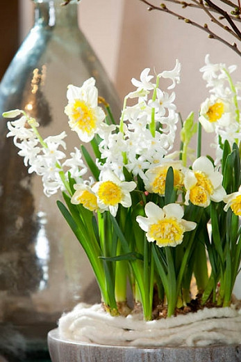 Hyacinthus Orientalis 'White Festival', Hyacinth 'White Festival', Multi-flowering Hyacinth, Dutch Hyacinth, Hyacinthus Orientalis, Hyacinthus Multiflora, Spring Bulbs, Spring Flowers, White hyacinth, White flower