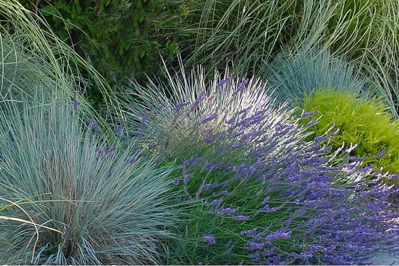 Image of Blue oat grass (Helictotrichon sempervirens) plant
