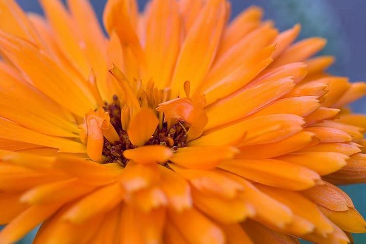 Calendula Officinalis Pot Marigold
