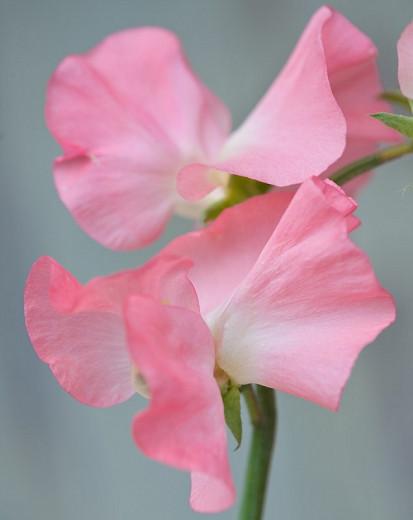 Lathyrus Odoratus Valerie Harrod Sweet Pea