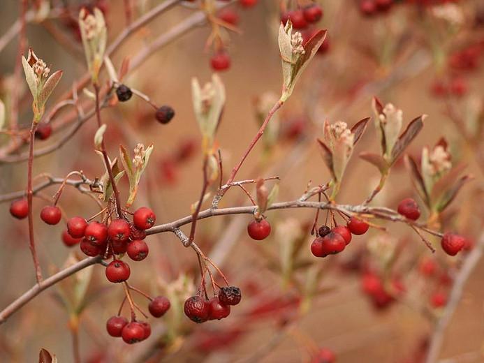 Aronia Arbutifolia Brilliantissima, Red Chokeberry, Red Chokeberry 'Brilliantissima', 'Brilliantissima' Chokeberry, Photinia pyriflolia