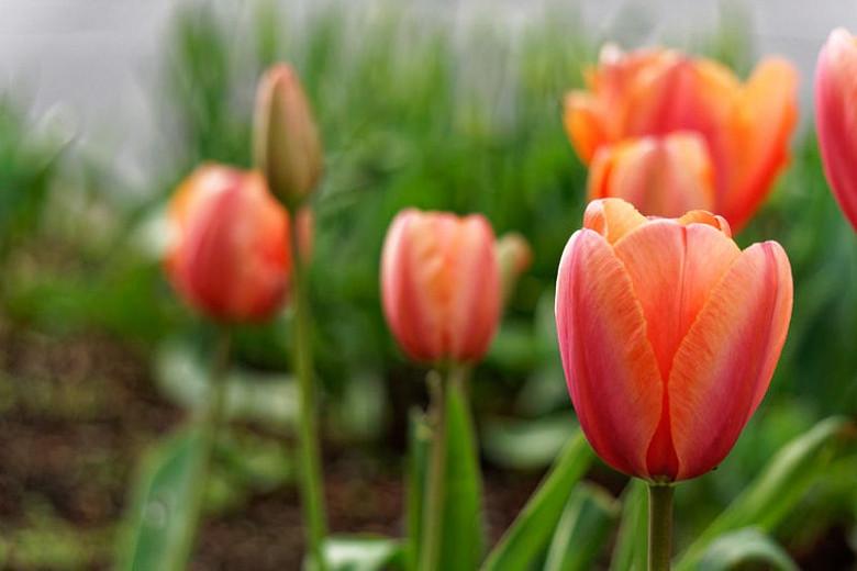 Tulipa Avignon,Tulip 'Avignon', Single Late Tulip 'Avignon', Single Late Tulips, Spring Bulbs, Spring Flowers, Tulipe Avignon, Orange tulips, Tulipes Simples Tardives, French Tulips