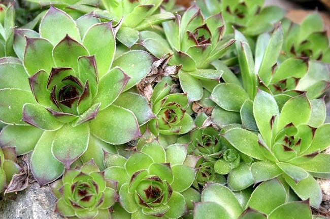 Sempervivum (Houseleeks), Houseleeks, Hens and Chicks, succulent, evergreen succulent, drought tolerant perennial, drought tolerant plant