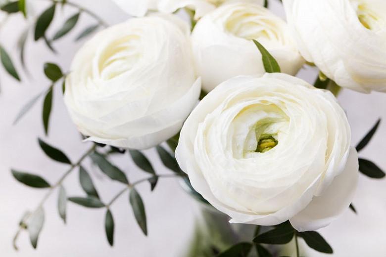 Ranunculus Asiaticus Delano White Persian Buttercup Ranunculus Asiaticus Delano White Persian Buttercup